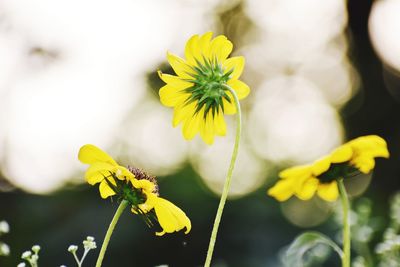 Close-up of yellow flowering plant