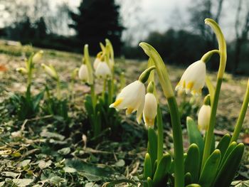 Close-up of white crocus blooming outdoors