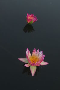 Close-up of pink flower