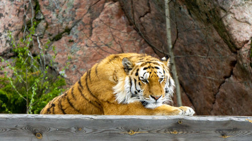 Cat in a zoo