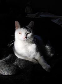 Close-up of cat relaxing on black background