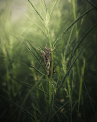 Close-up of insect on plant