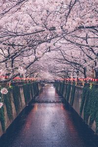 View of footpath amidst flowering trees