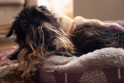 Close-up of dog sleeping at home