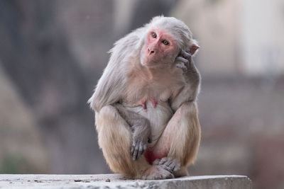 Monkey sitting on wall