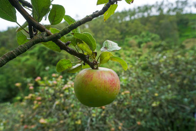 Close-up of apple on tree