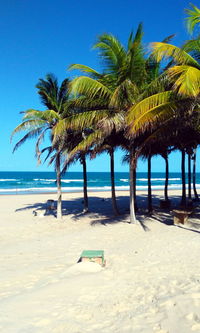 Palm trees on beach against clear blue sky
