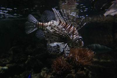 Close-up of fish swimming in aquarium