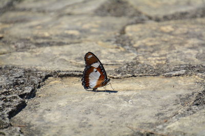 Close-up of crab on sand at beach