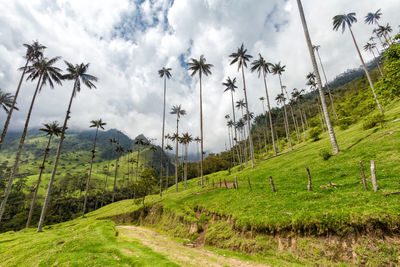 Low angle view of palm trees by mountain against sky