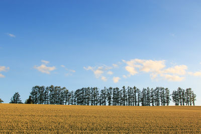 Low angle scenic view of agricultural field against blue sky