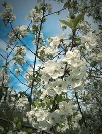 Low angle view of flowers on tree