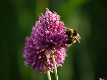 Close-up of bee pollinating on purple flower