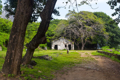 Trees growing in cemetery