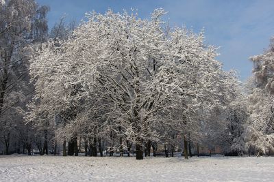 Snow covered trees against sky