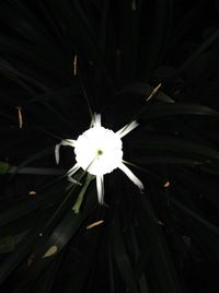 Close-up of white flowers