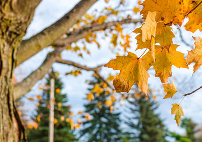 Low angle view of maple tree against sky