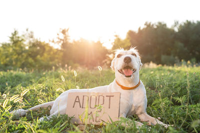 Dog looking away on field