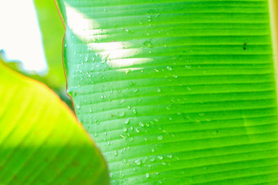 Close-up of wet green leaves