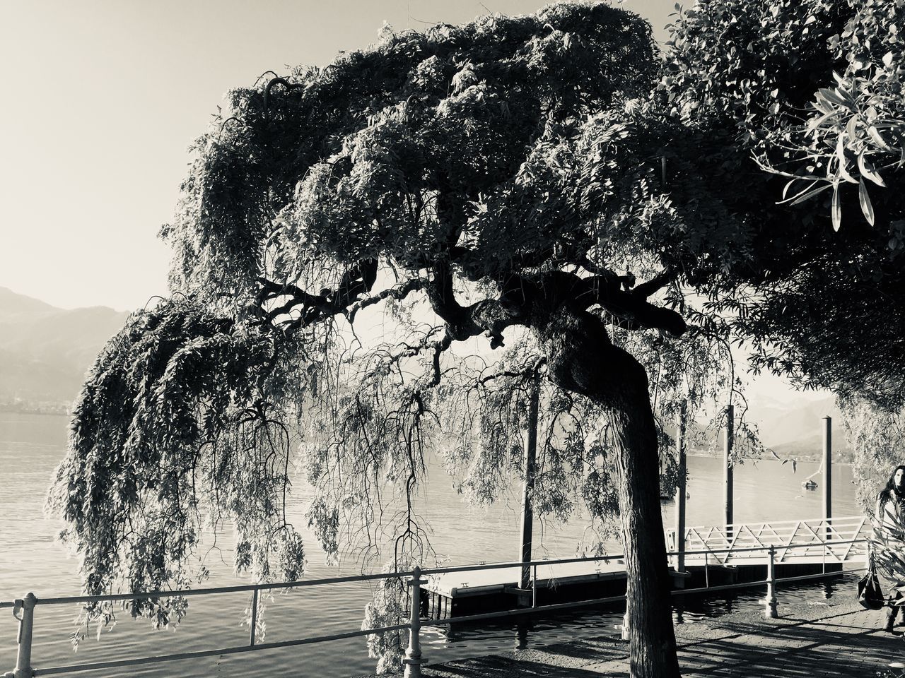 TREES ON SHORE AGAINST CLEAR SKY