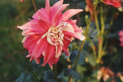 Close-up of pink flower