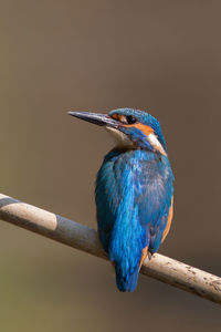 Close-up of blue bird perching on branch