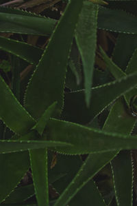 Close-up of succulent plant