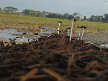 Close-up of agricultural field against sky