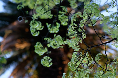 Close-up of leaves on tree