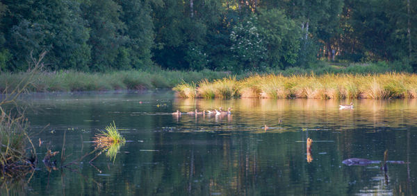 Ducks floating on lake