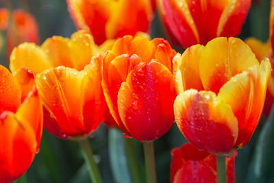 Close-up of red tulips