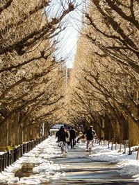 People on snow covered bare trees