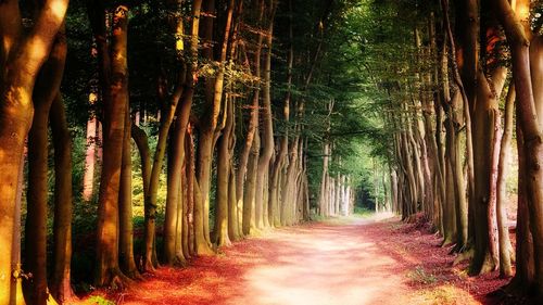 Footpath amidst trees in forest