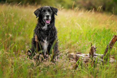 Dog on field