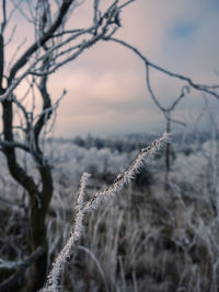 Frozen branches