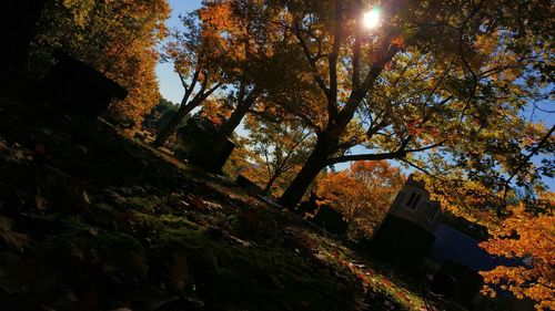 Low angle view of trees