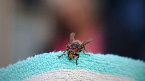 Close-up of a hornet