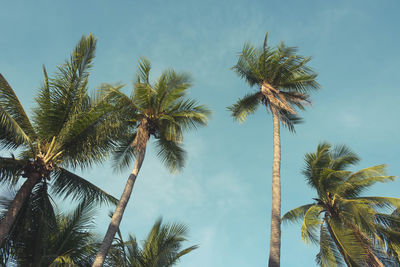 palm tree