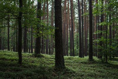 Trees in forest