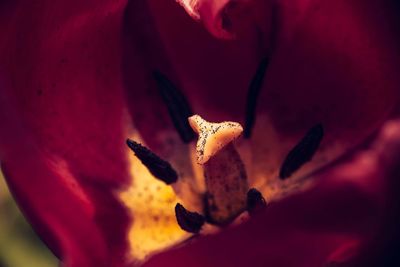 Close-up of red flower