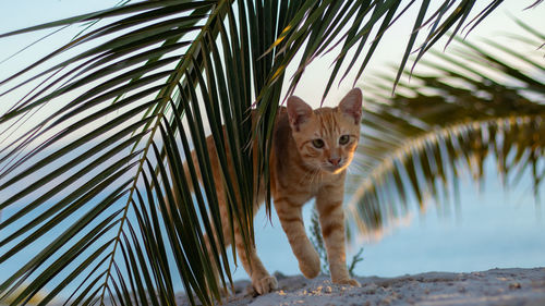 Portrait of cat by palm tree
