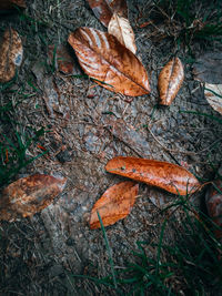 High angle view of dry leaf on field