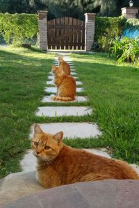 Portrait of cat on grass