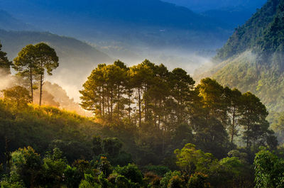 Trees at forest