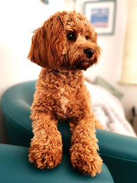 Close-up of a dog looking away