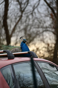 Close-up of bird in car