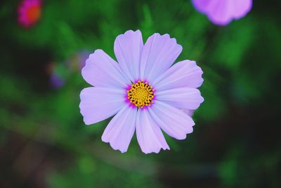 Close-up of cosmos flower blooming outdoors