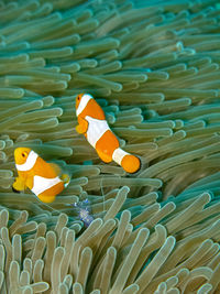 View of fish swimming in sea