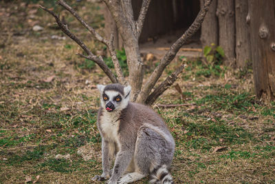 Close-up of monkey on field