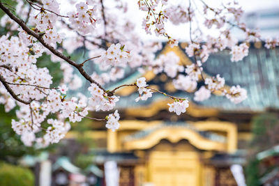 Close-up of cherry blossom